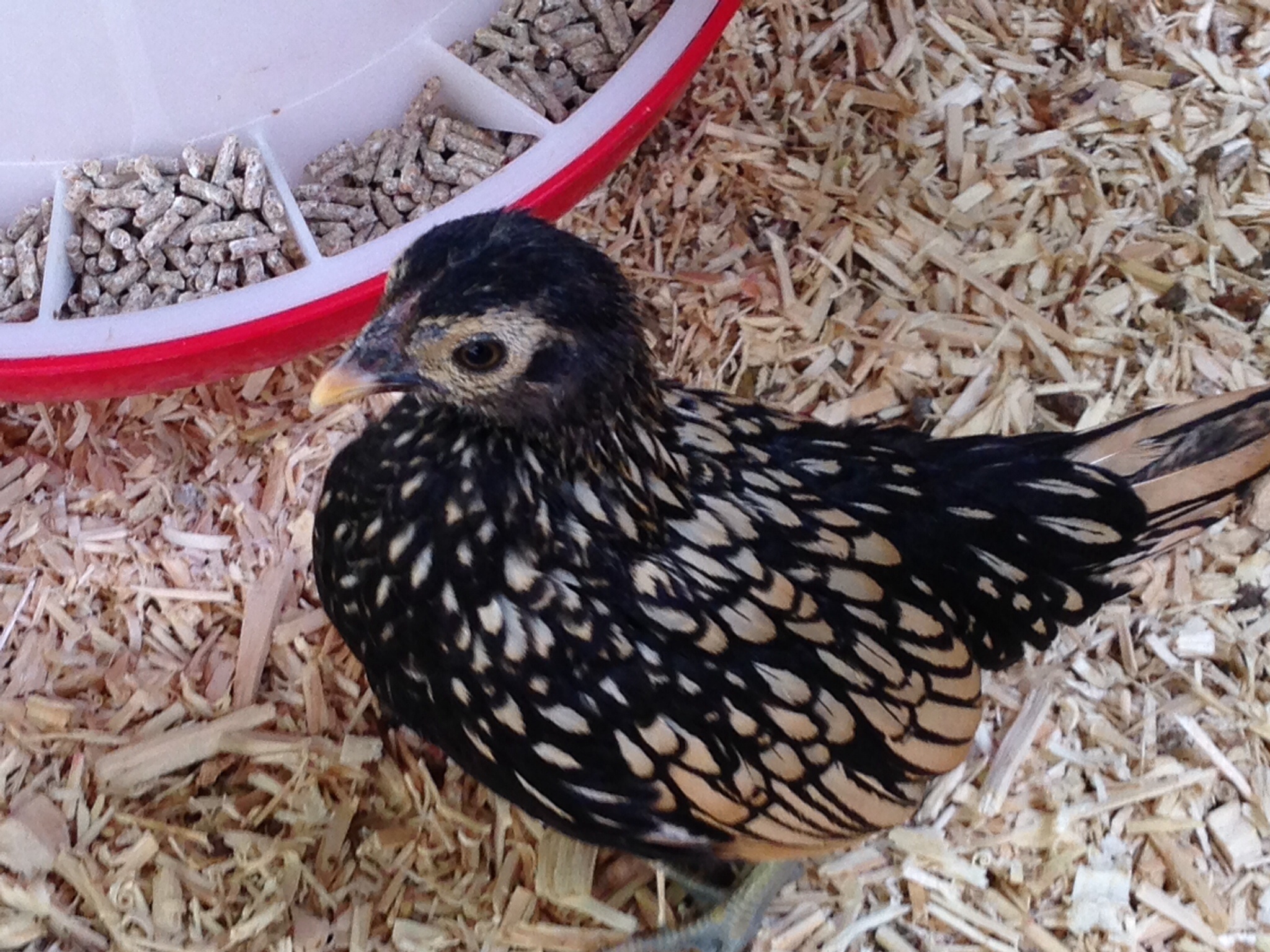 Sebright For Sale Chickens Breed Information Omlet