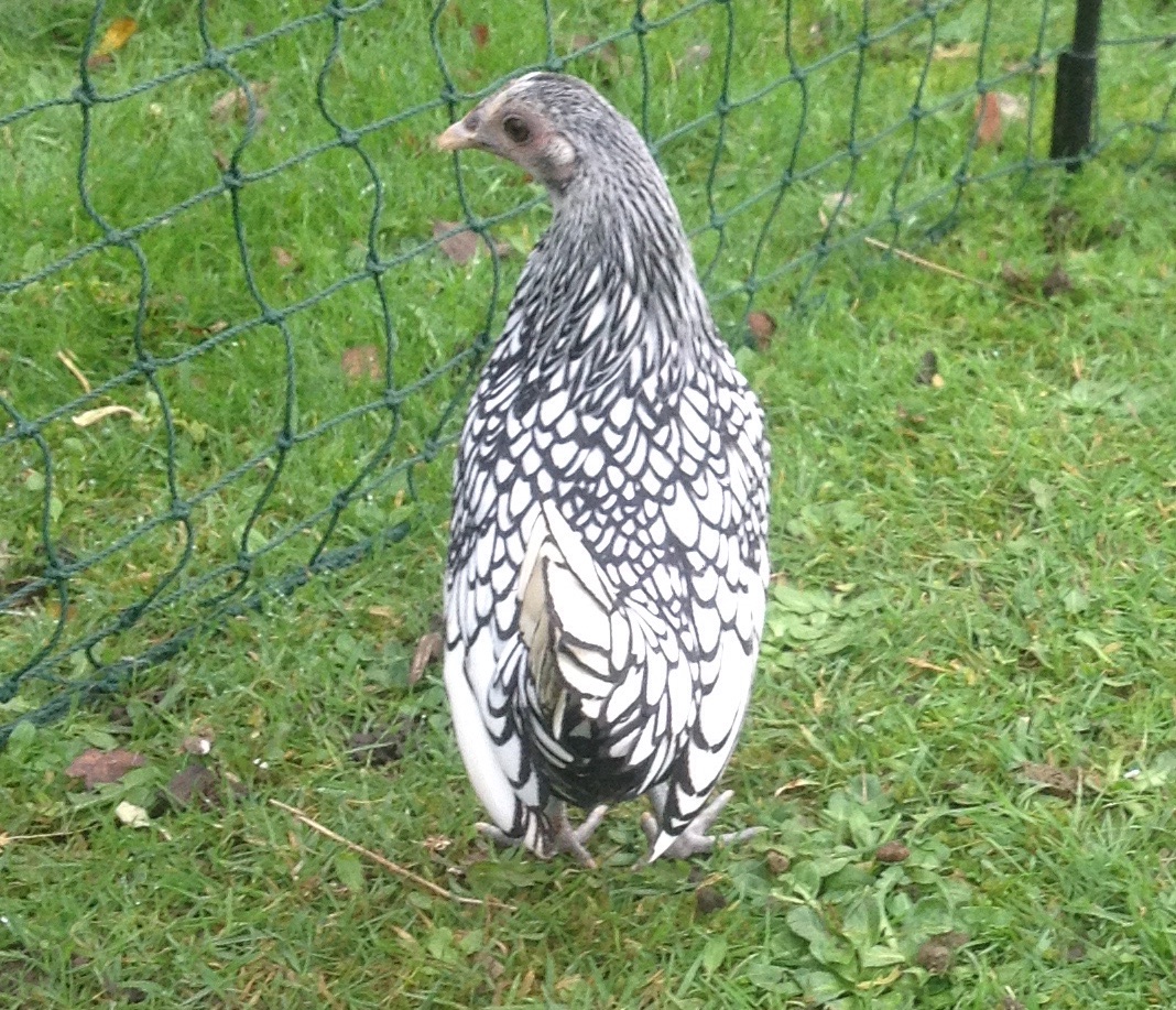 Sebright For Sale Chickens Breed Information Omlet