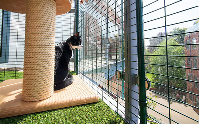 A cat sitting near a scratching post in the cat balcony enclosure