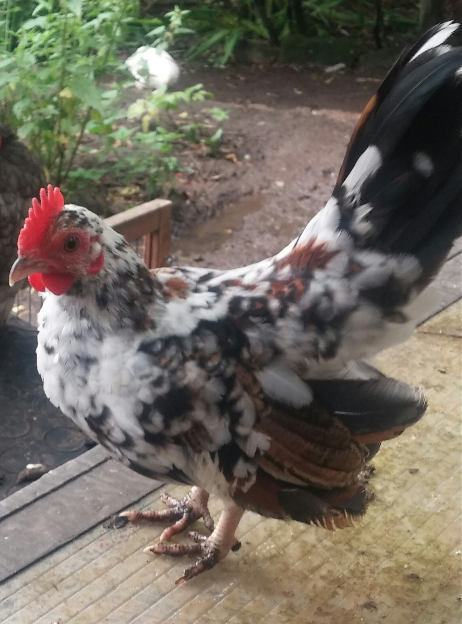 Serama For Sale Chickens Breed Information Omlet 