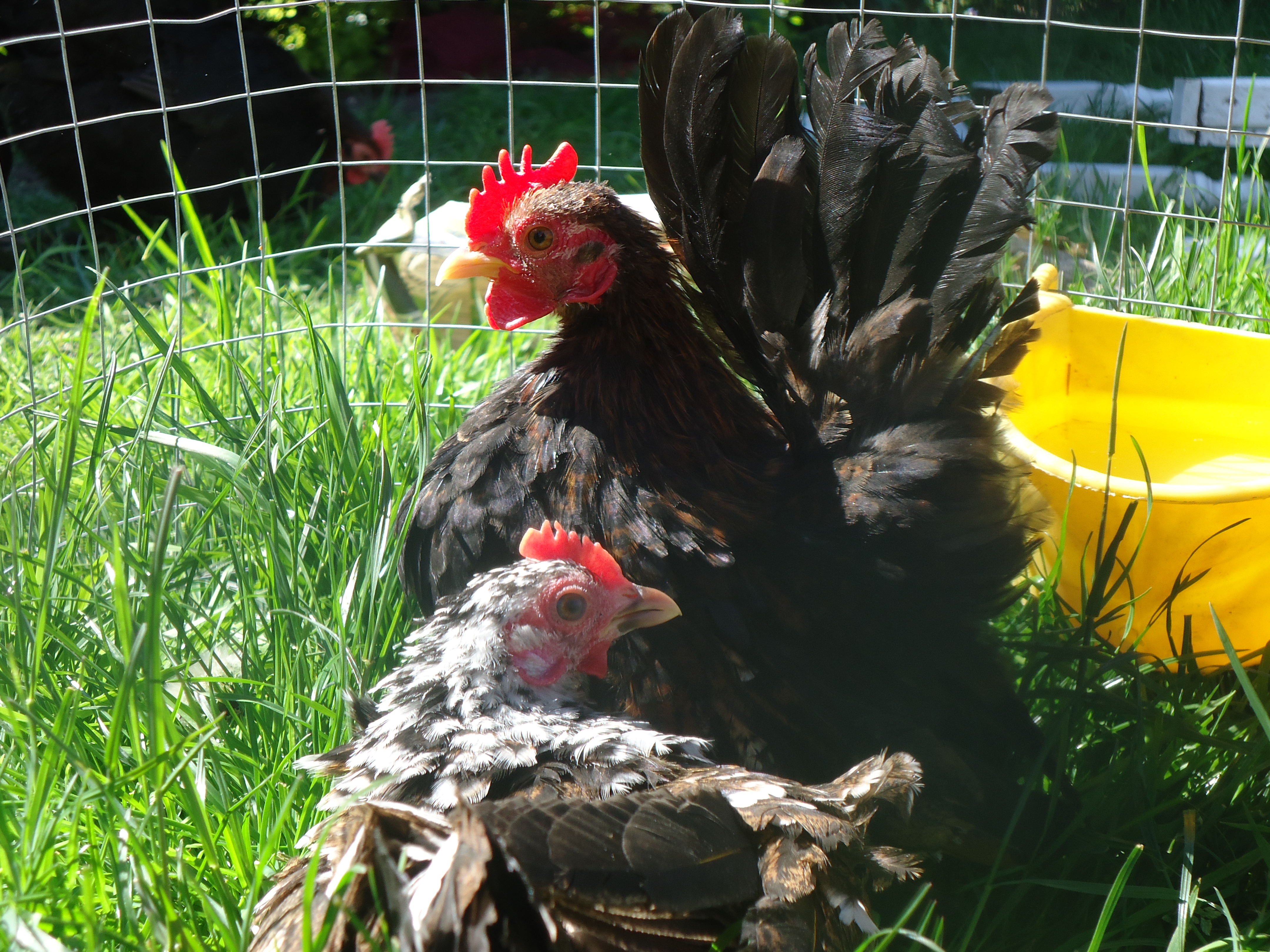 Chickens Poultry Chickens Hatchery Chickens For Sale Austin