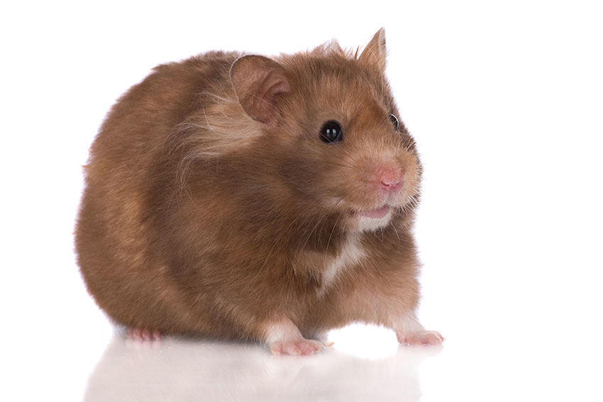 Syrian Hamster Care, Facts, Colors, Life Span - Shorthair & Longhaired