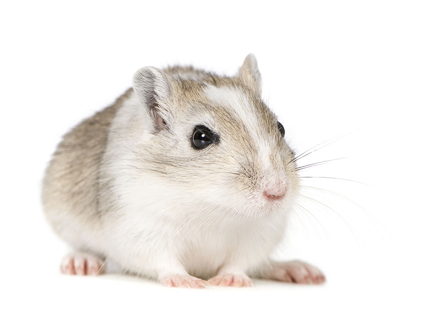 buying gerbils