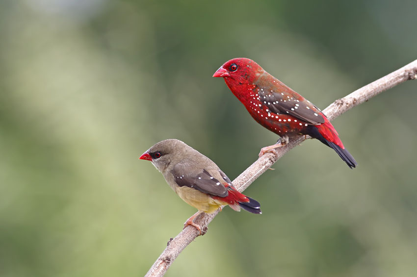 Diamond Firetail and Scarlet Finch