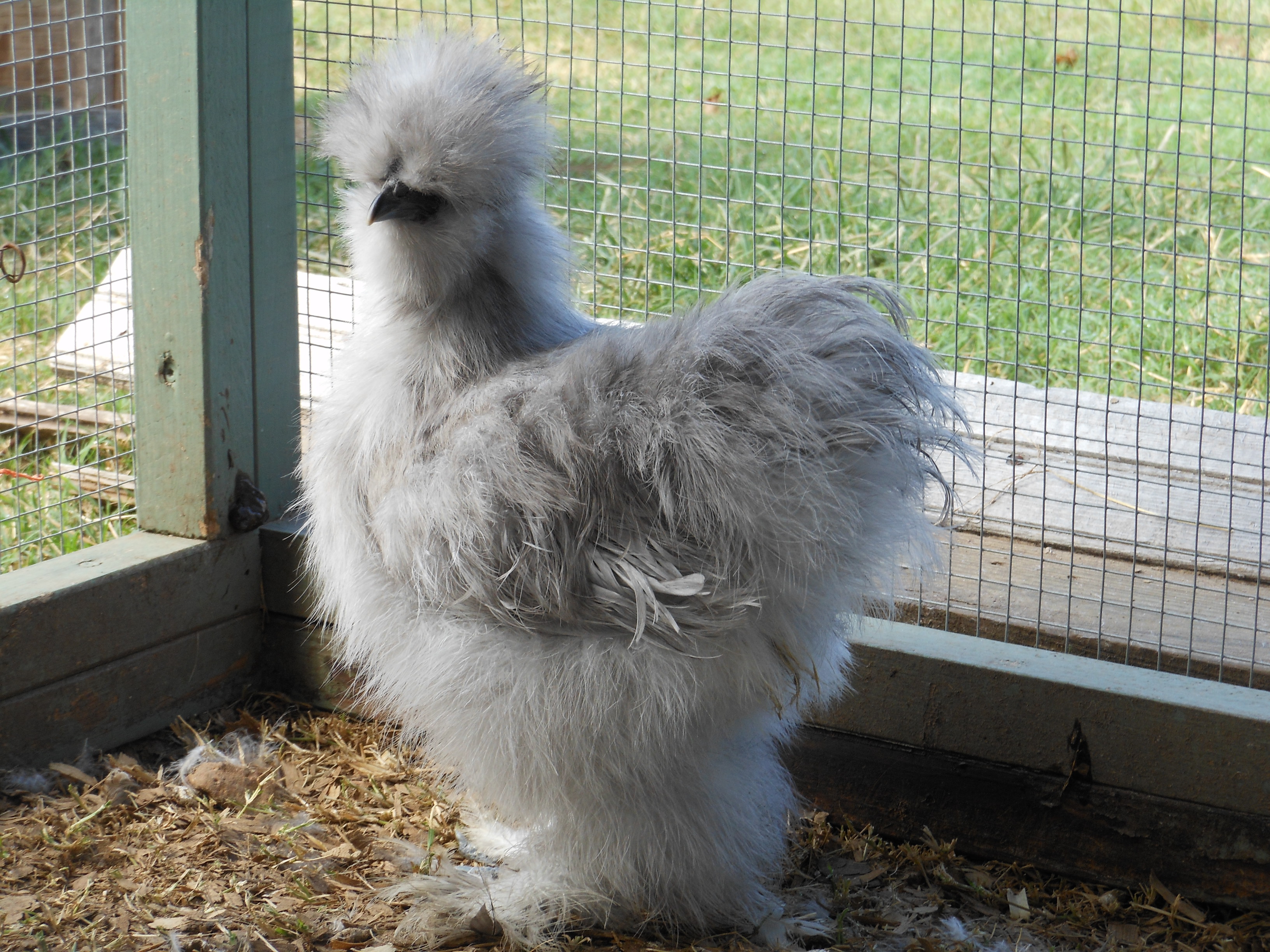 Silkie For Sale.
