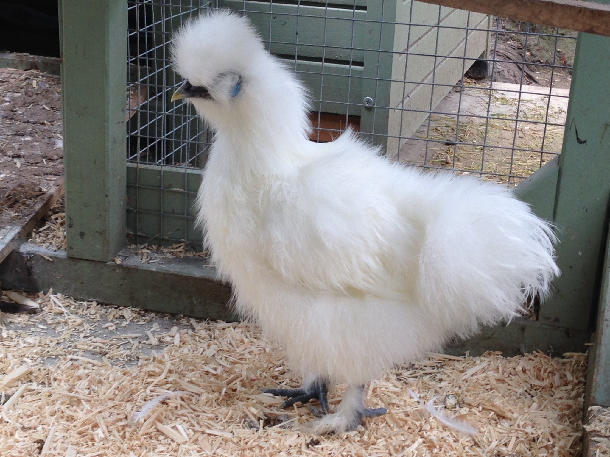 silkie for sale chickens breed information omlet.