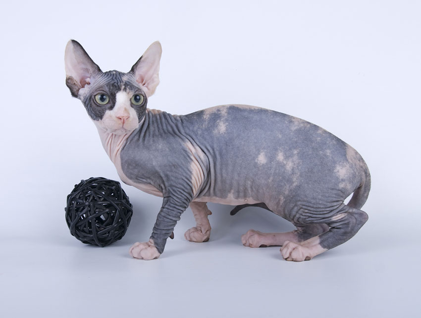 Sphinx cat with reassuringly familiar toy when moving home