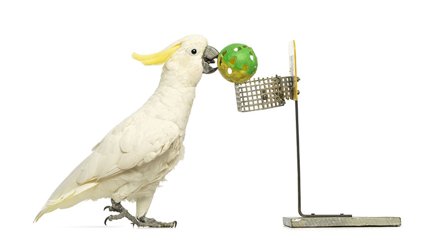 Sulphur-crested Cockatoo playing