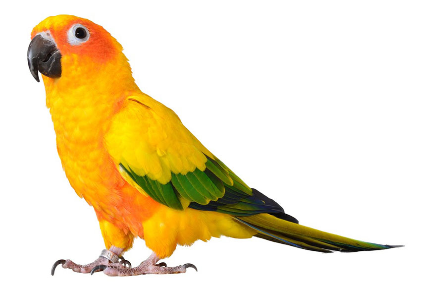 Medium sized birds 2025