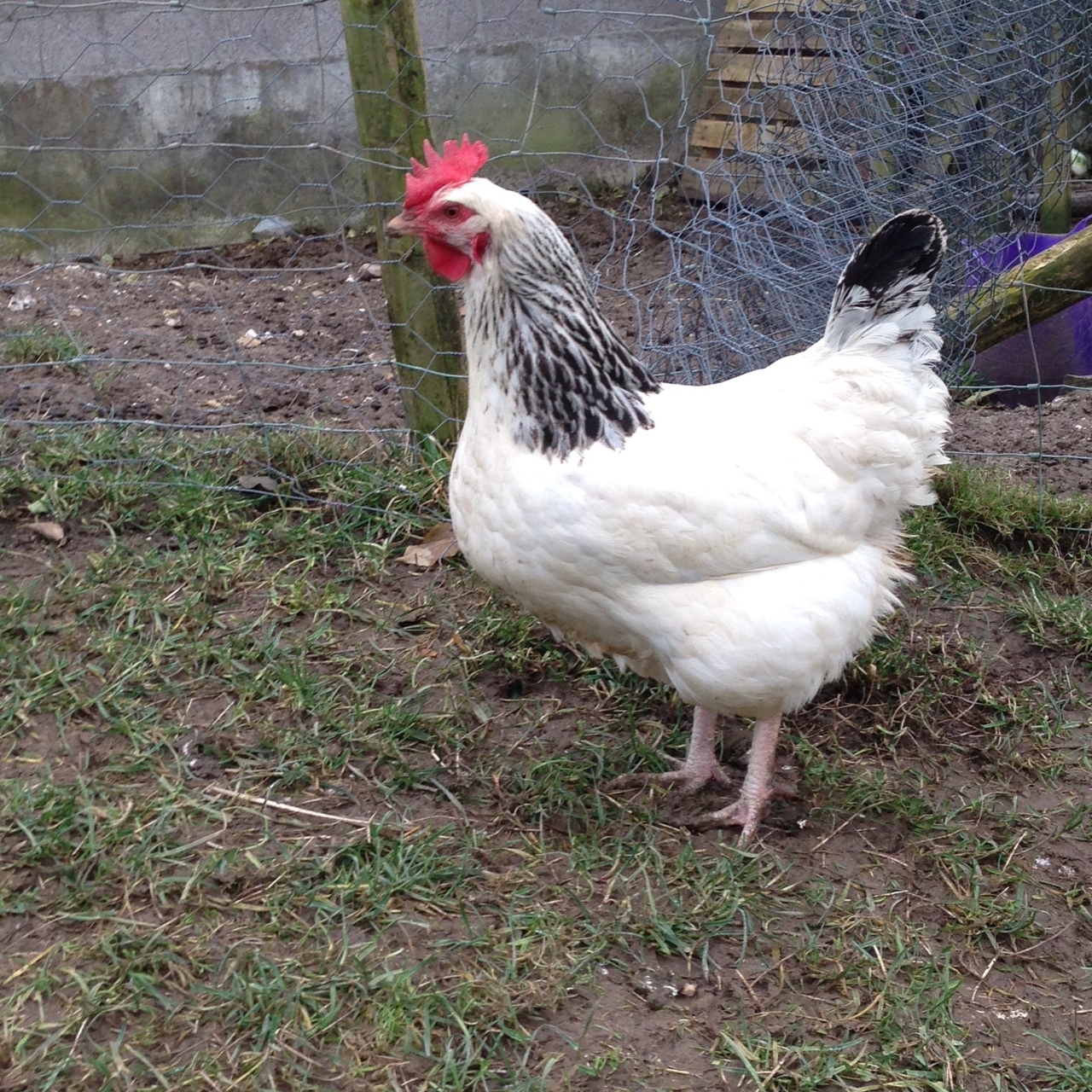 Sussex For Sale  Chickens  Breed Information  Omlet