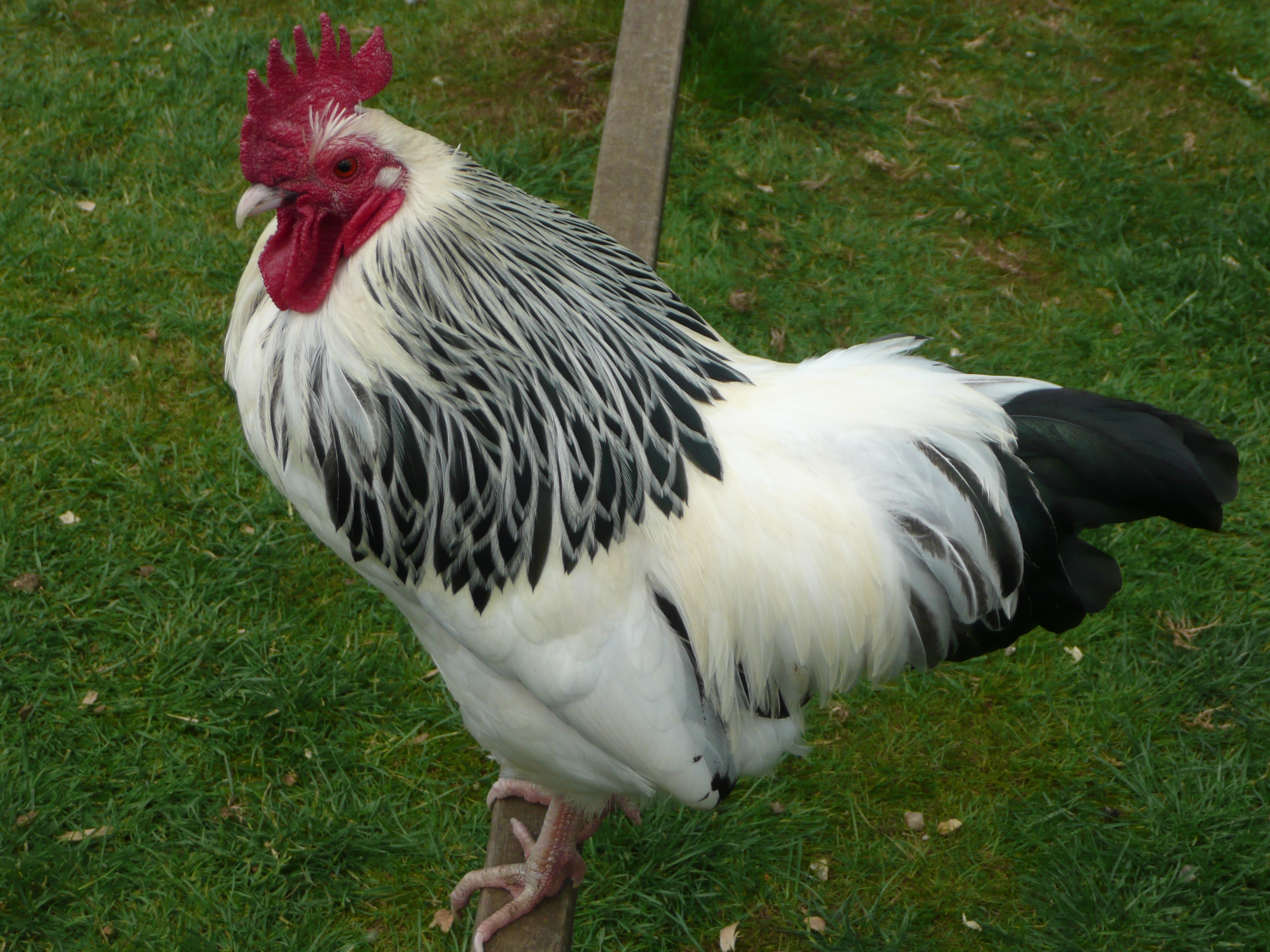 Sussex For Sale Chickens Breed Information Omlet