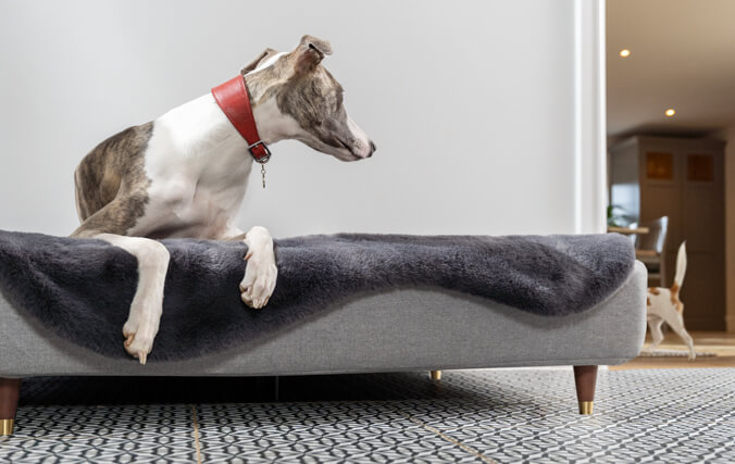 Greyhound laying in the luxury memory foam topology dog bed whilst looking at other dog