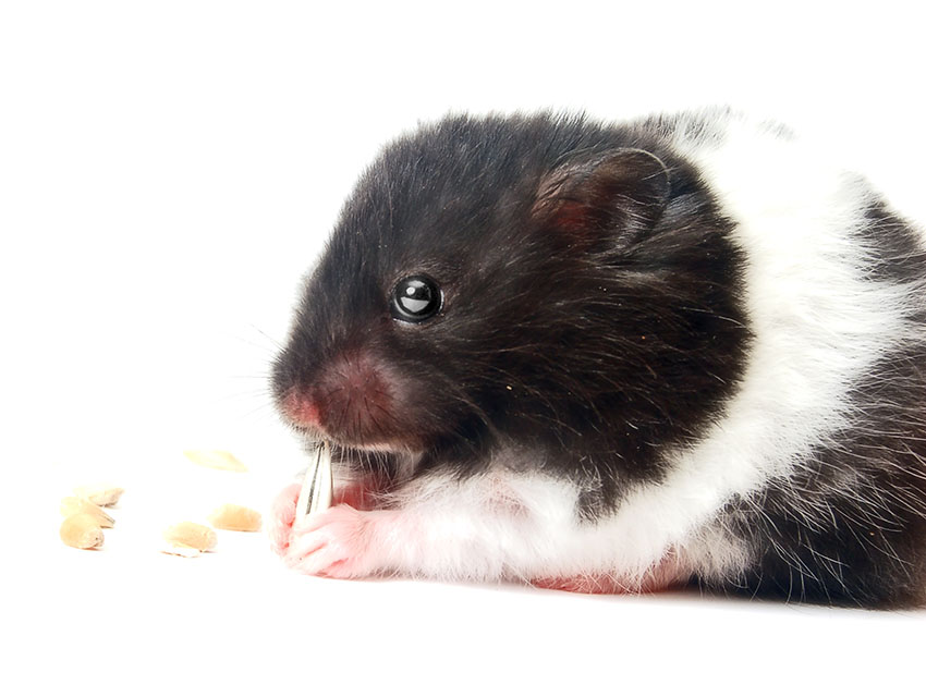 The 5 Most Popular Hamster Species Kept as Pets