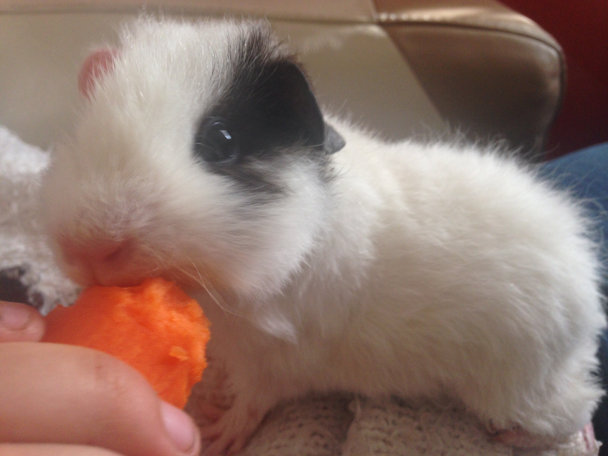teddy guinea pig price