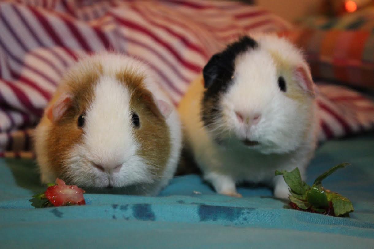 teddy guinea