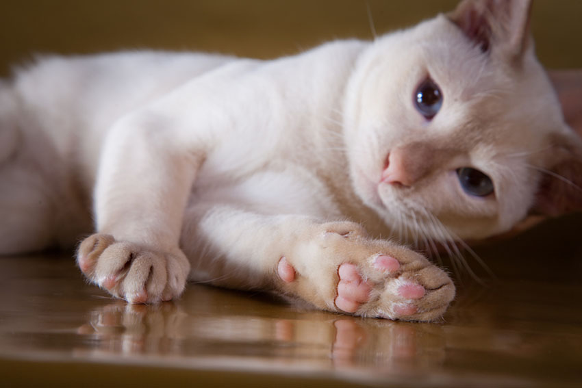 A cute Tonkinese cat lying down inside