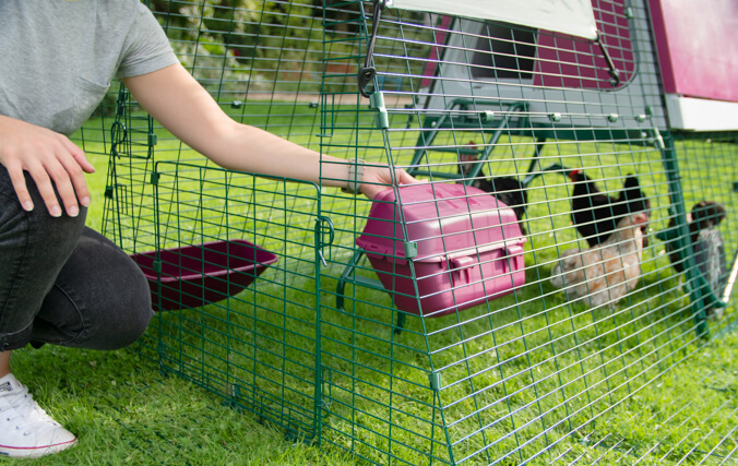 Opening the top door of the Eglu Go UP chicken enclosure.