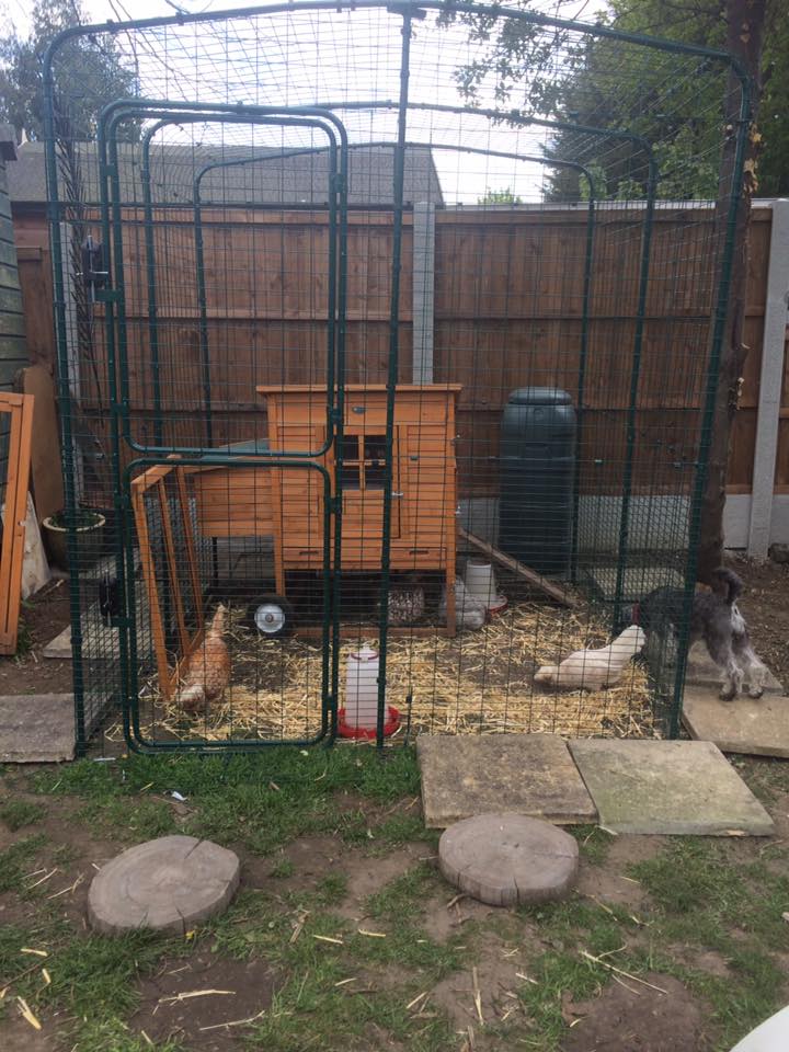 Walk in Chicken Run Large Outdoor Chicken Enclosure