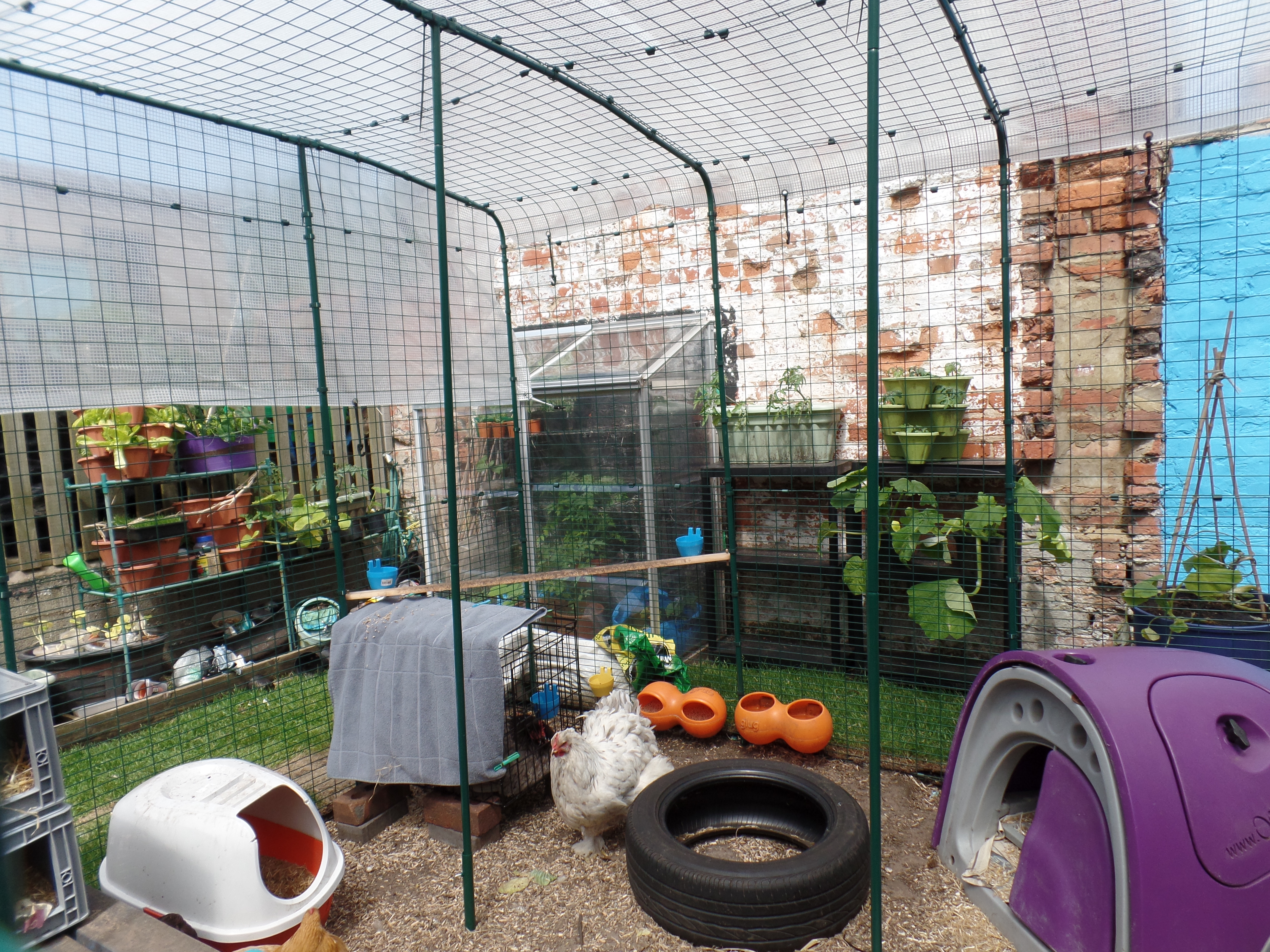 Walk in Chicken Run Large Outdoor Chicken Enclosure