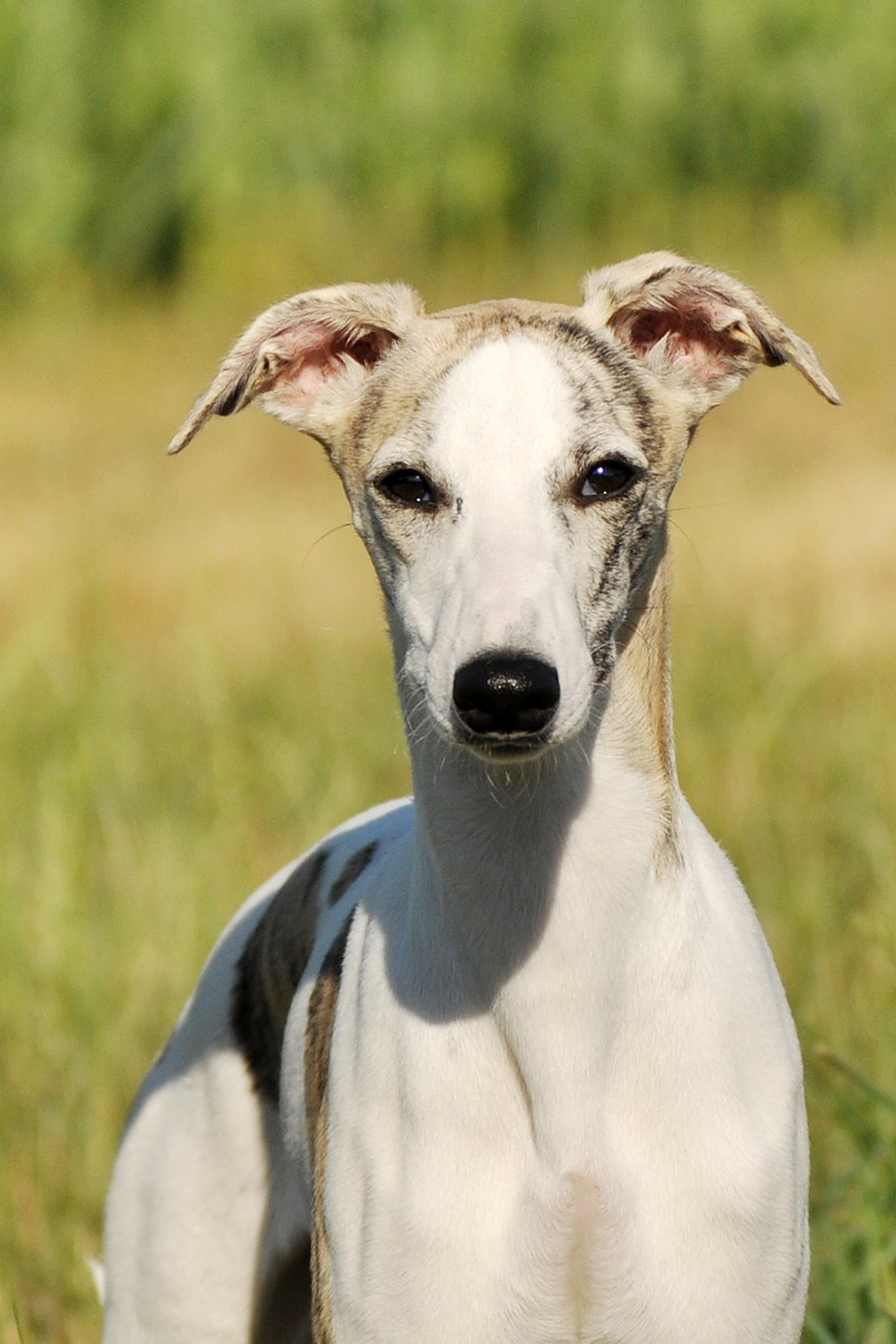 whippet teddy