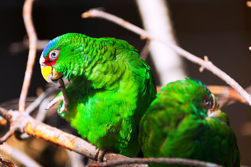 White-fronted Amazon pair