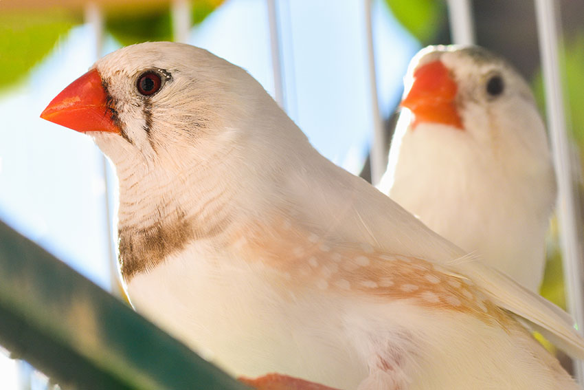 ZEBRA FINCH #1- CHESTNUT FLANKED WHITE- HATCH- 2023 FEMALE