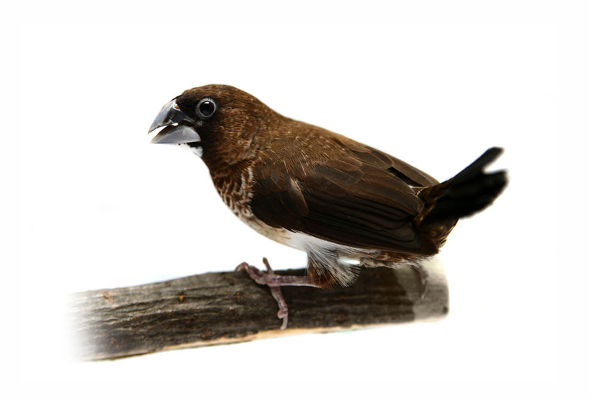 White-rumped Munia