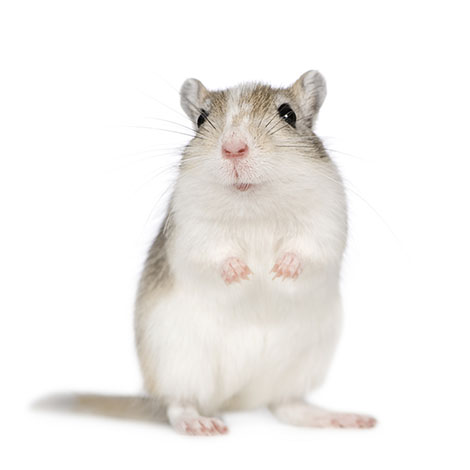 why gerbils fight