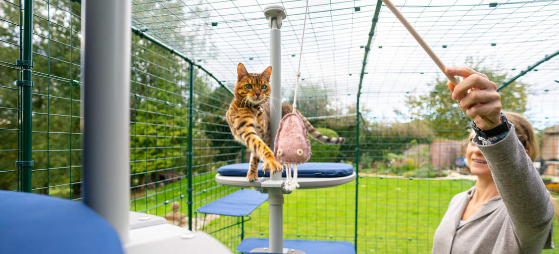 Watch the video to see how you can give your cats more time in the fresh air!