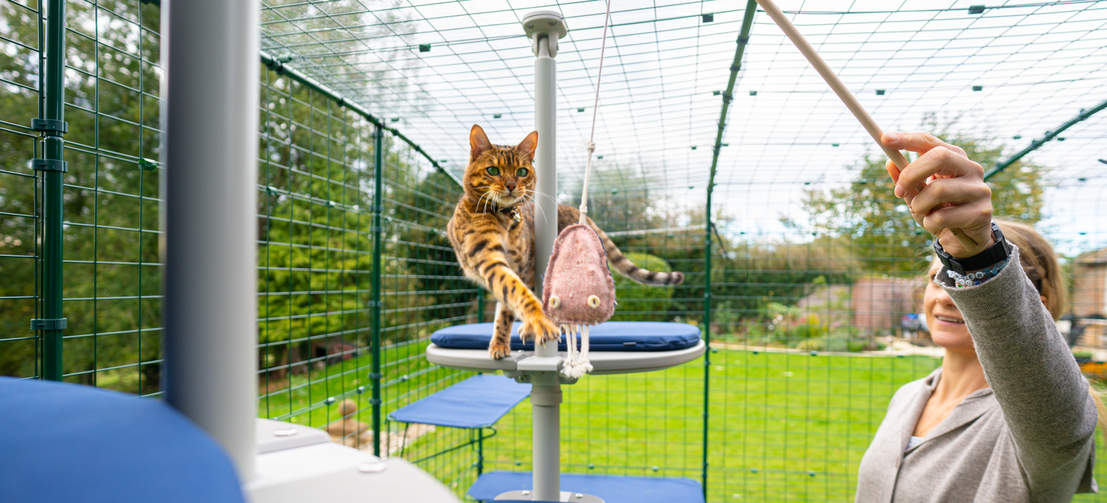 Catios & Outdoor Cat Enclosures, Up To 20% Off