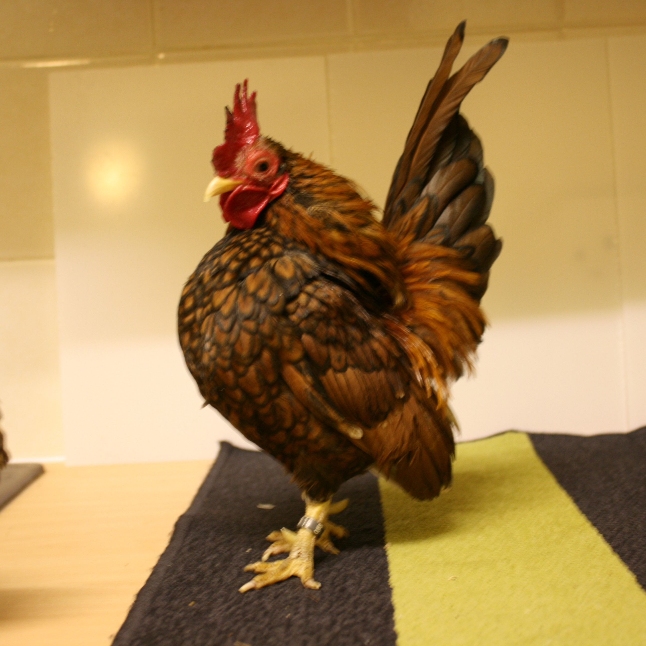 Serama For Sale Chickens Breed Information Omlet