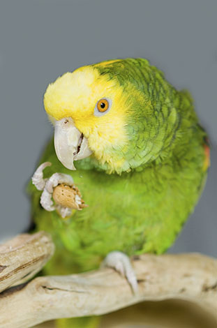 Yellow-headed Amazon