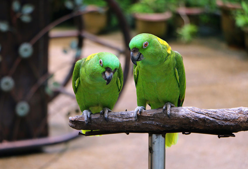 Yellow-naped Amazon pair
