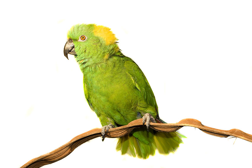 Are yellow-naped Amazon parrots rare?