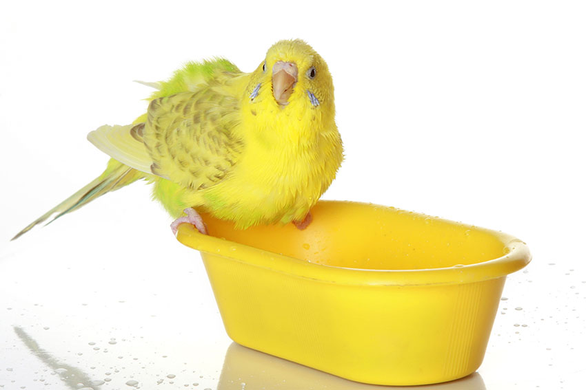Yellow parakeet takes a bath