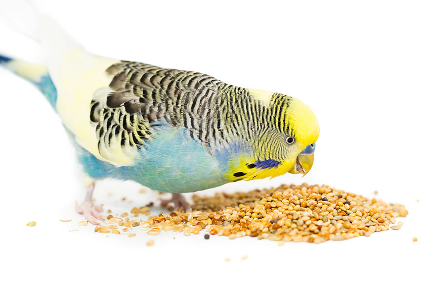 yellow-headed parakeet eating seed