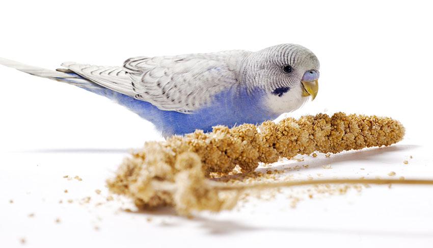 young blue parakeet eating millet
