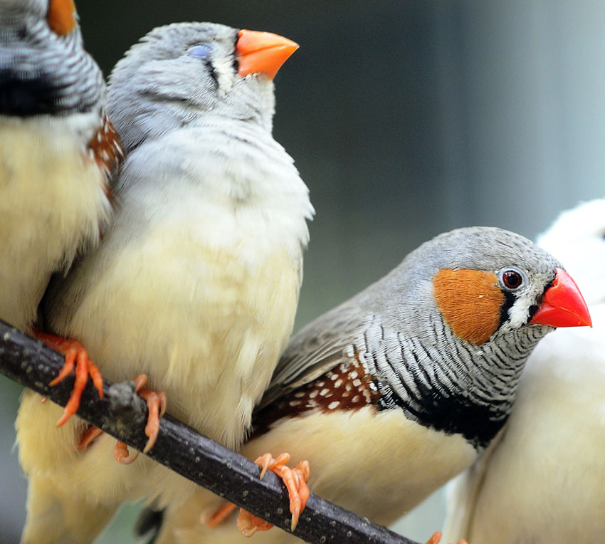 Zebra Finch hen and cock