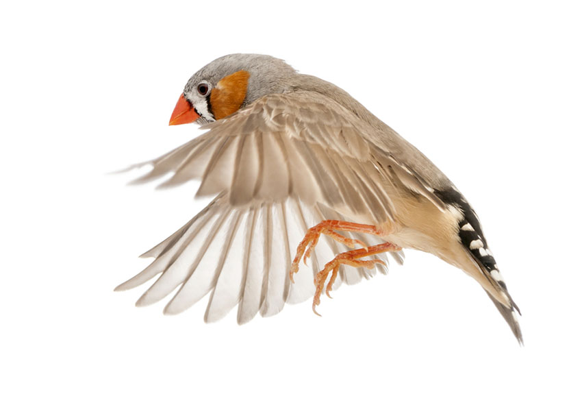 Zebra finch feathers