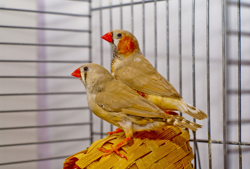 Zebra Finches and Canaries are not the only songsters