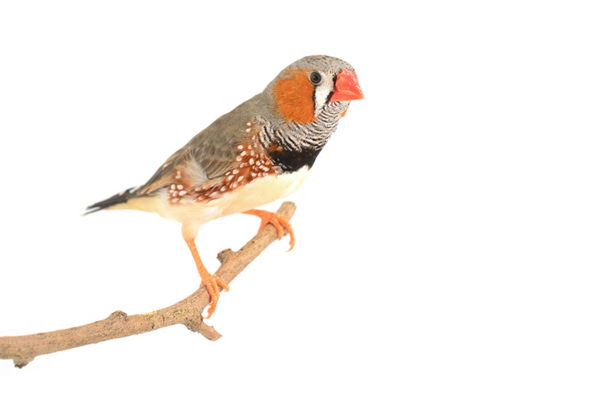 Zebra Finch popular pet