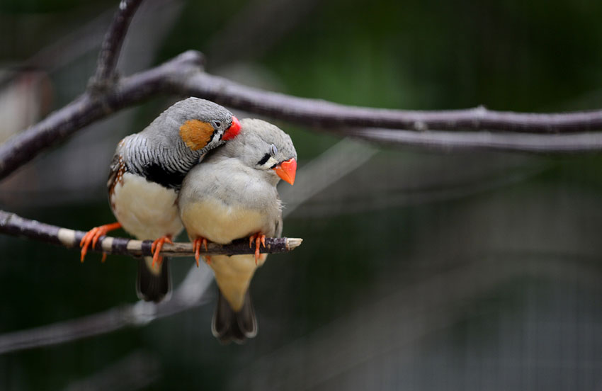 White Zebra Finches