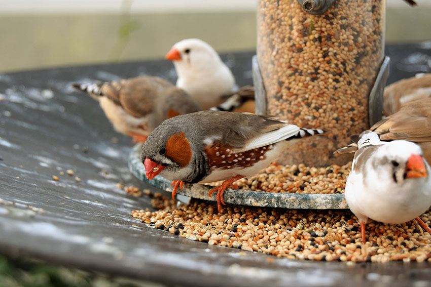 Zebra finches feeding station