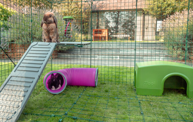 Rabbits Will Feel Secure Up High, and Safely Sheltered Below
