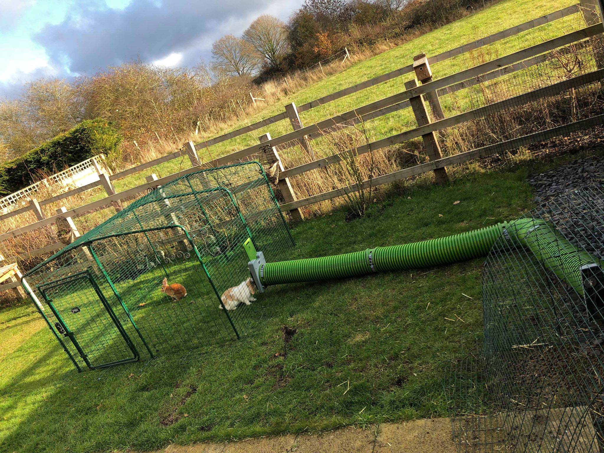 chickens